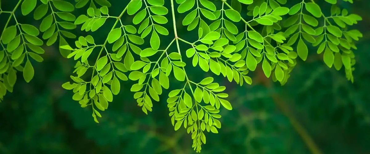 Ayurvedic Products