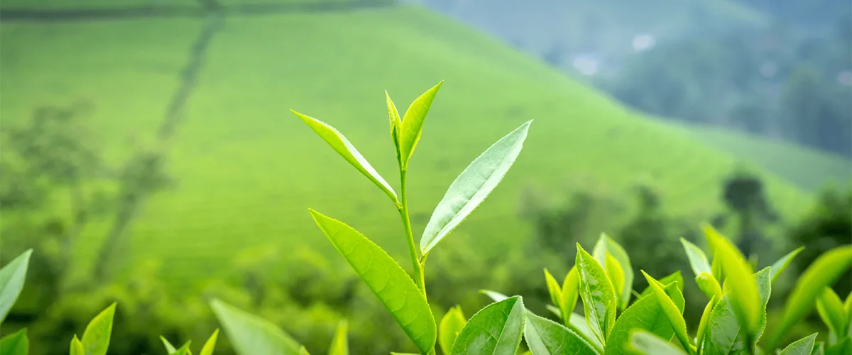 Ceylon Aroma — Premium Ceylon Spices, Tea & Coffee Export from Sri Lanka